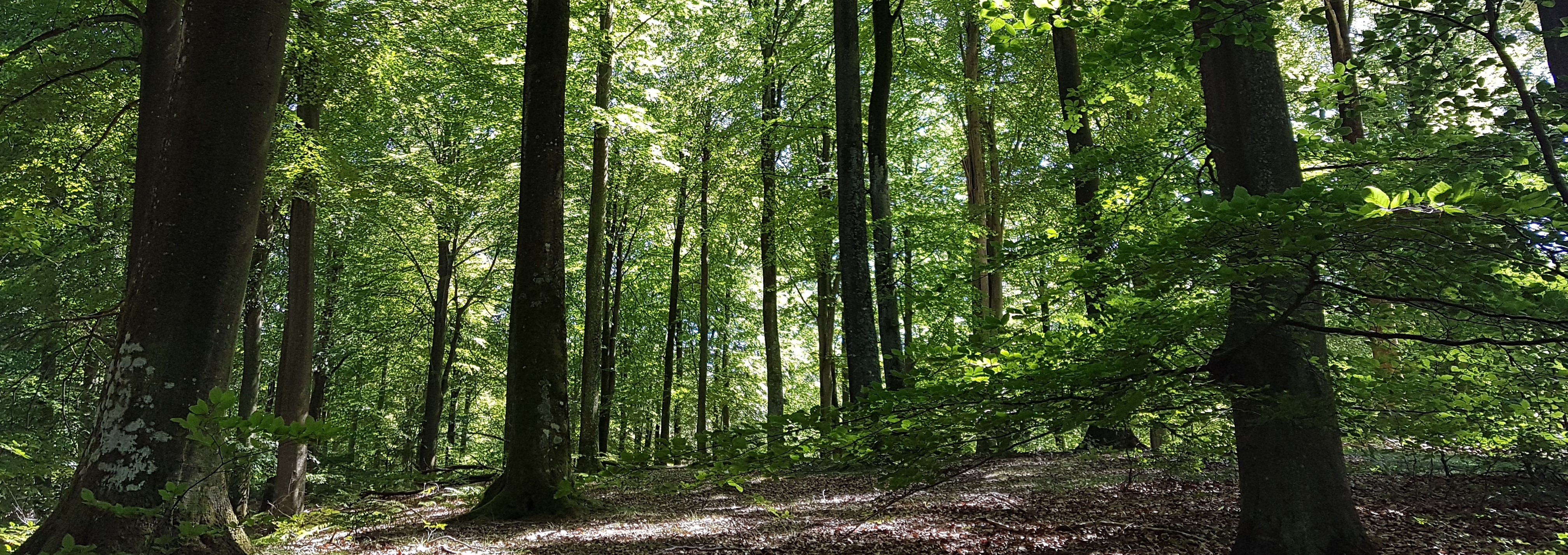 Gribskov Tisvildevejen